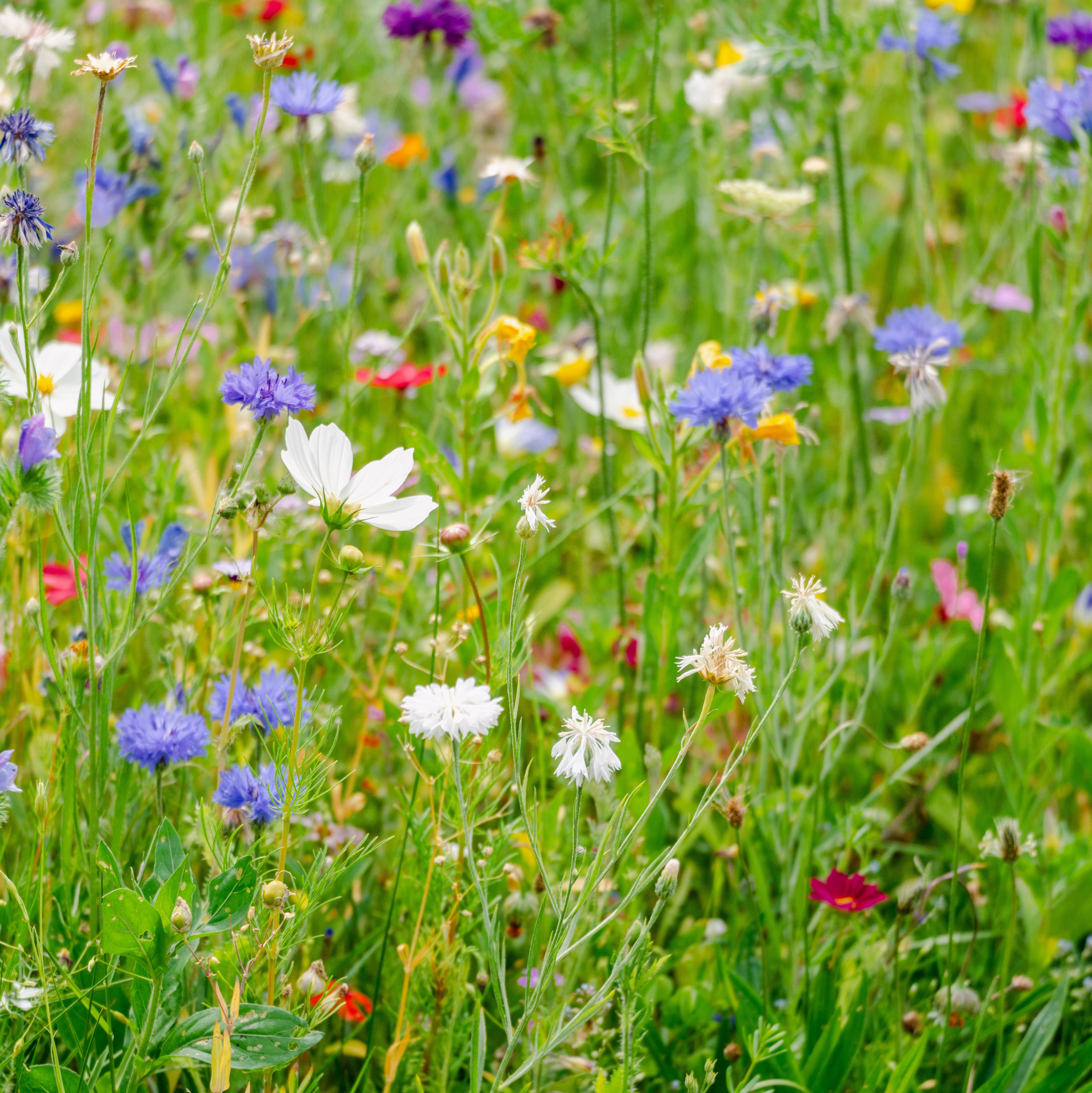 Colourful wild flowers in a lawn