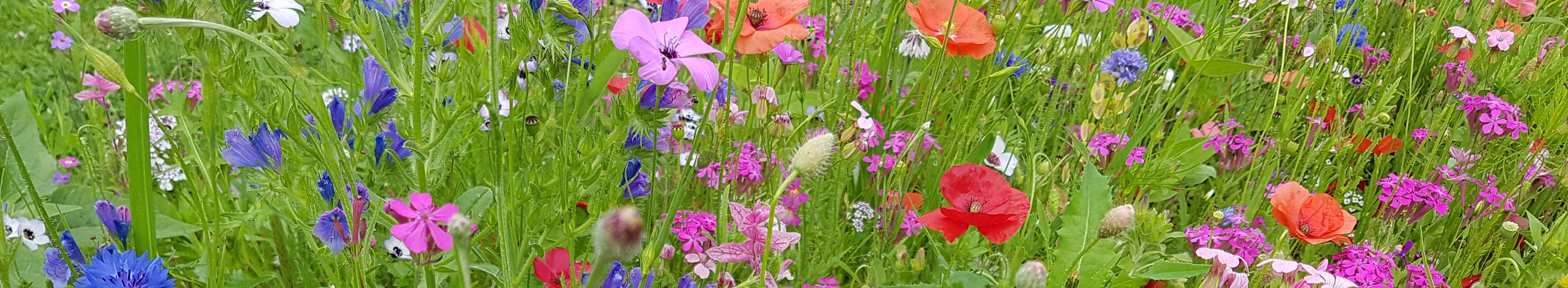 Colourful wildflower meadow with poppies, cornflowers and other summer flowers