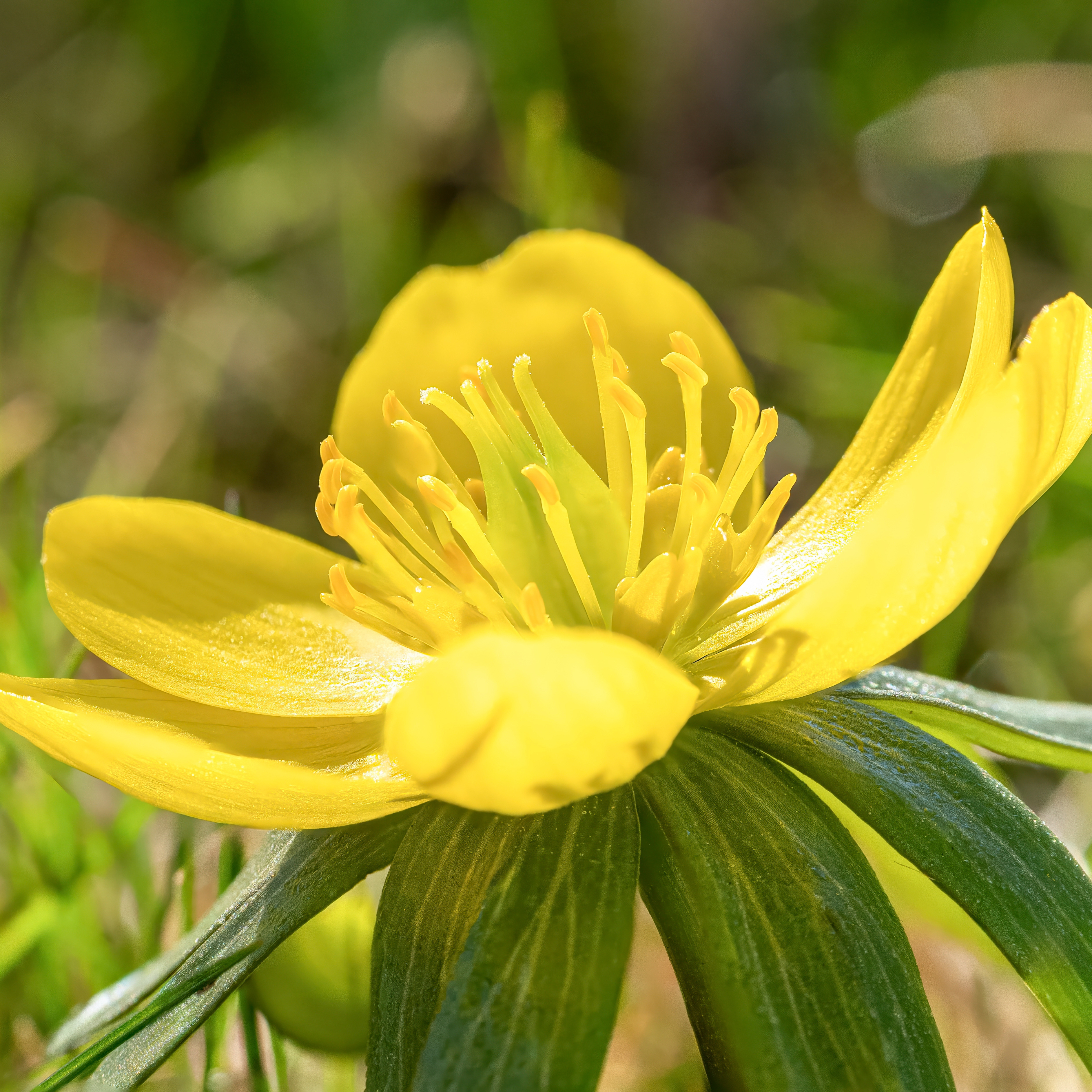 A bright yellow winter aconite bloom among fresh green foliage.