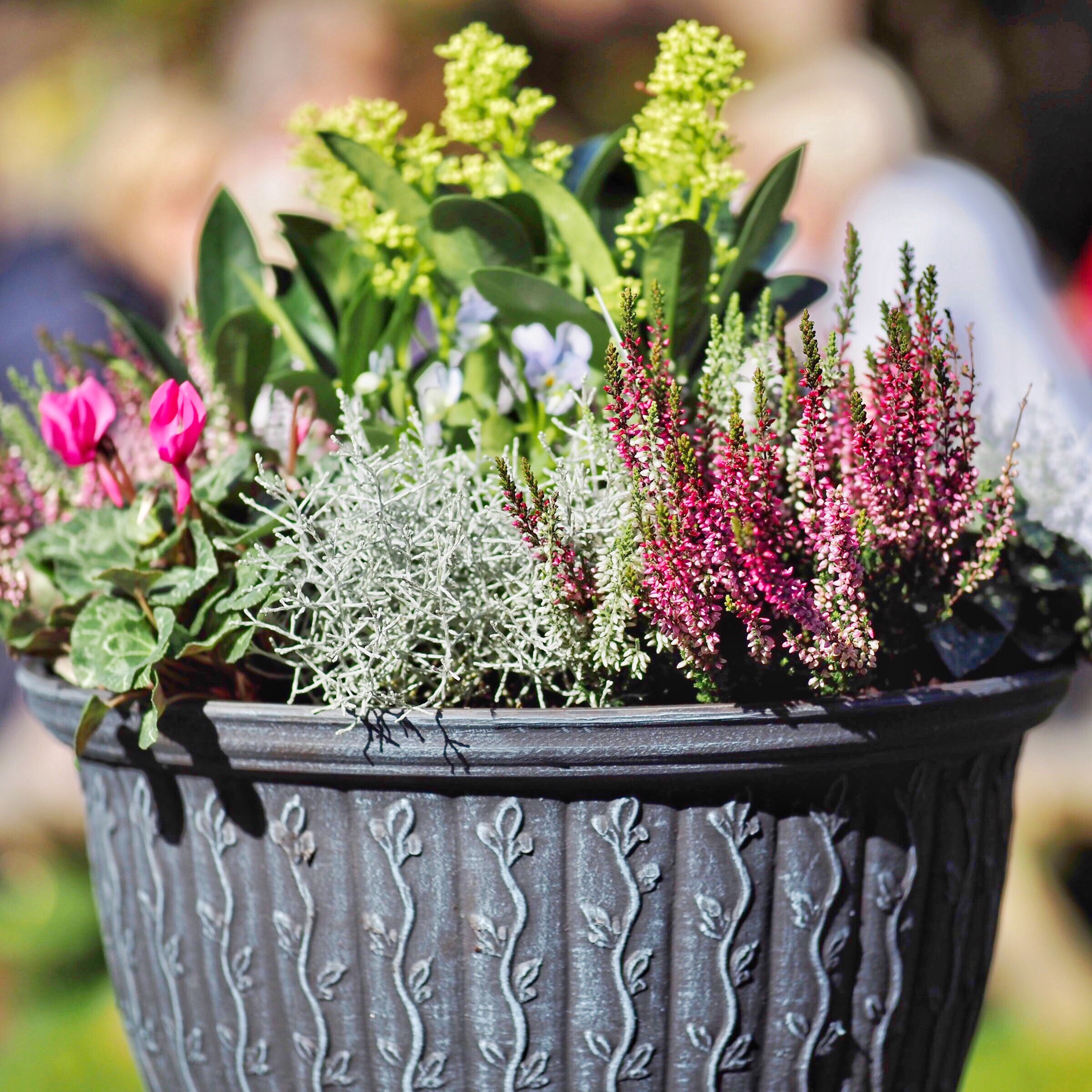 Winter balcony planter filled with heather, cyclamen and evergreen foliage plants, creating seasonal colour and interest.