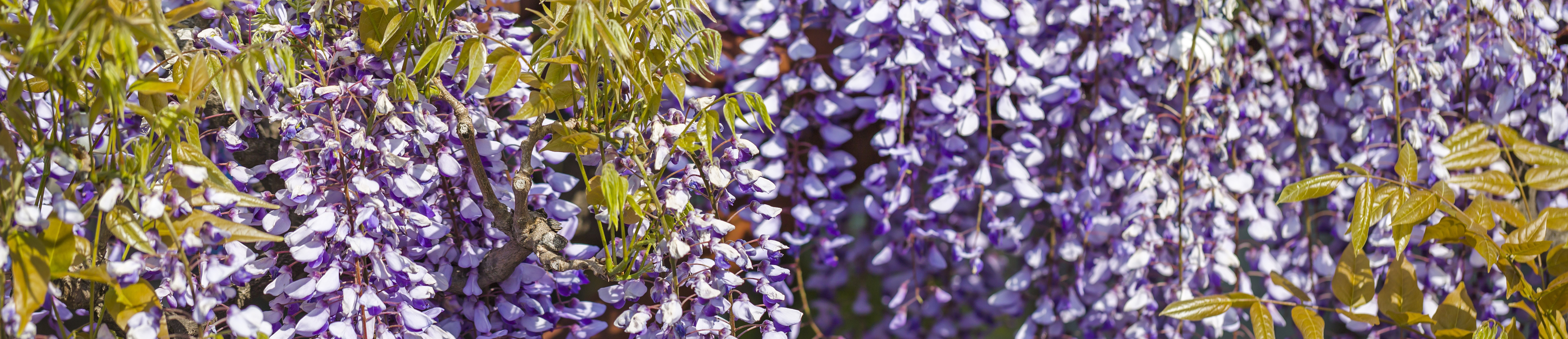 Close-up of cascading purple wisteria flowers in full bloom