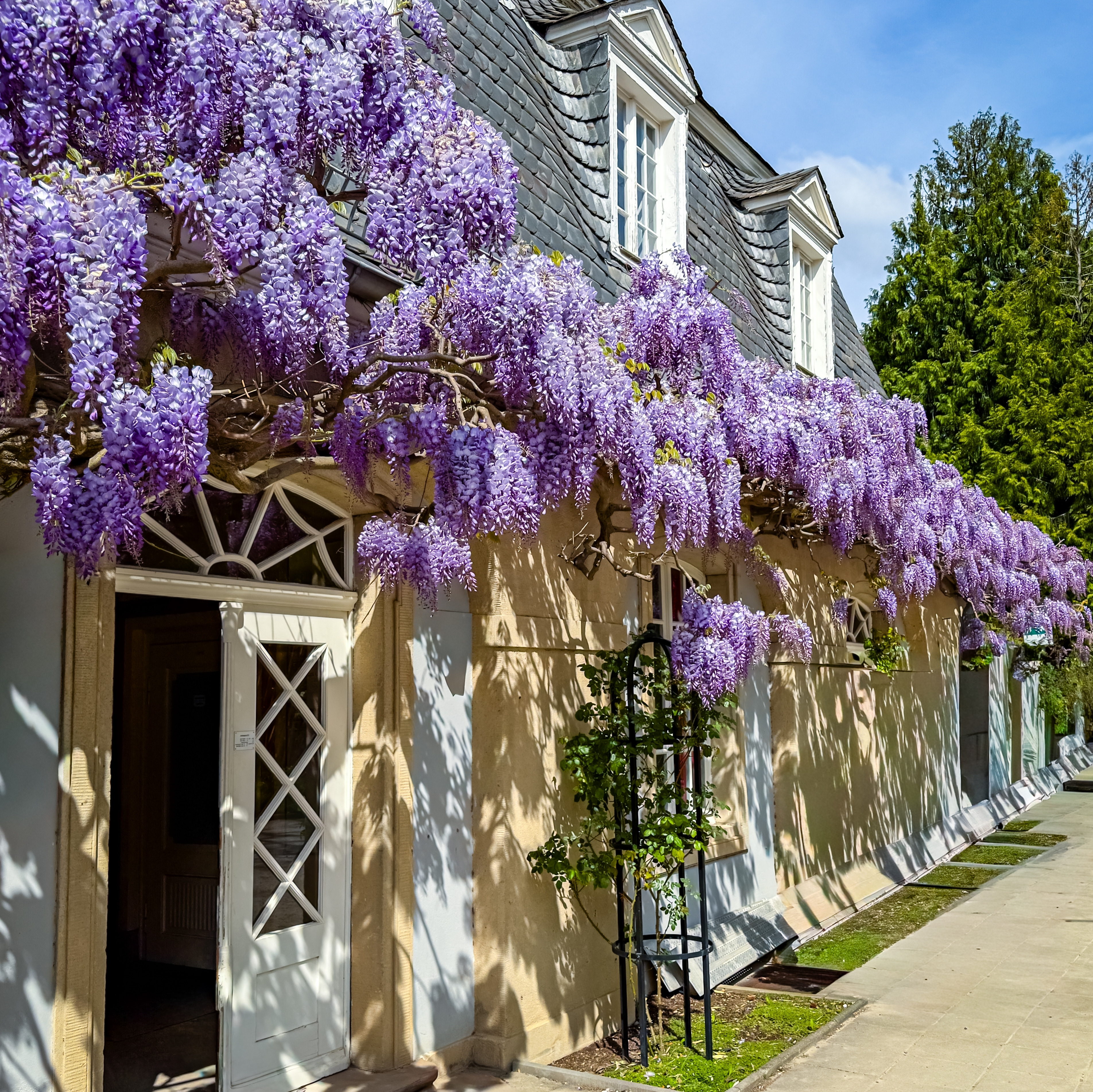 Wisteria against a house wall with cascading purple flowers in full bloom