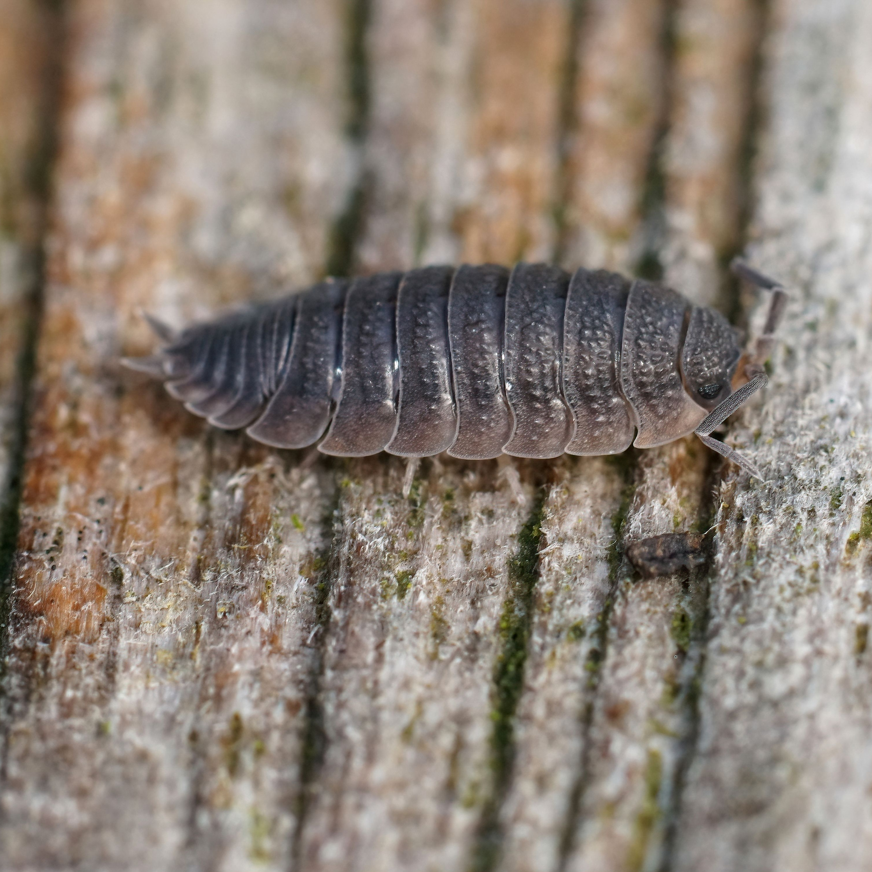 Woodlouse crawling across decaying wood.